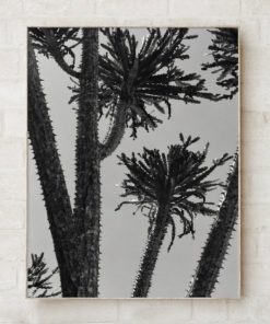 Black And White Tree Print Black And White Photography Prints Tree Wall Art Prints Photography Art Black And White