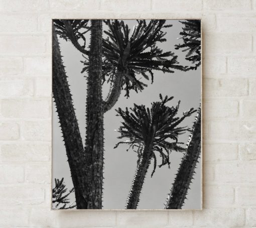 Black And White Tree Print Black And White Photography Prints Tree Wall Art Prints Photography Art Black And White