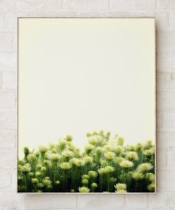 Wall Art Photography Prints Botanical Art Prints Plant Prints Wall Art Modern Art Wall Art Nature Prints Botanical Poster Botanical Print