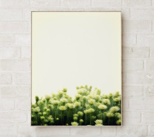 Wall Art Photography Prints Botanical Art Prints Plant Prints Wall Art Modern Art Wall Art Nature Prints Botanical Poster Botanical Print