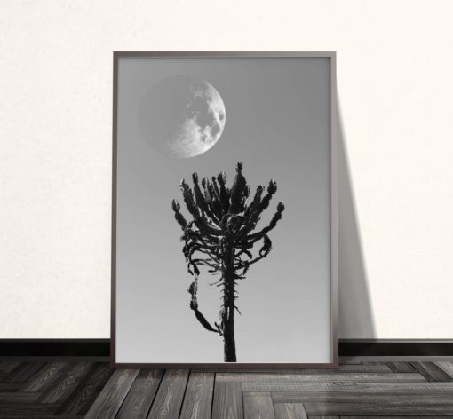 Black And White Cactus Print Black And White Photography Prints Cactus Wall Art Prints Photography Art Black And White