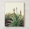 Cactus Wall Art Prints Wall Art Print Art Nature Photography Prints Cactus Print Wall Decor Nature Art Giclee Print Aloe Print Nature Print