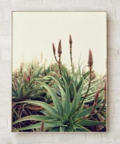 Cactus Wall Art Prints Wall Art Print Art Nature Photography Prints Cactus Print Wall Decor Nature Art Giclee Print Aloe Print Nature Print