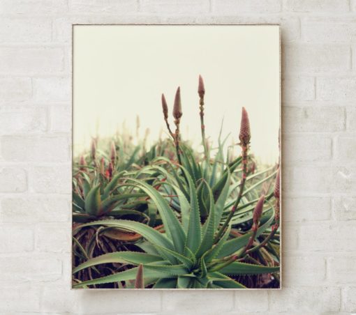 Cactus Wall Art Prints Wall Art Print Art Nature Photography Prints Cactus Print Wall Decor Nature Art Giclee Print Aloe Print Nature Print