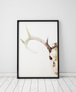 Animal Skull Decor Pastel Art Print Bedroom Wall Art Animal Skull Art Bedroom Decor Bedroom Wall Decor Bedroom Wall Decor Stag Antler