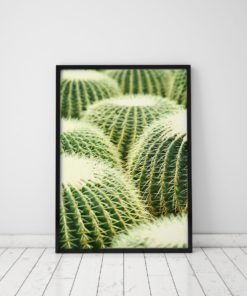 Cactus Photography Prints Cactus Wall Art Prints Cactus Phot Print Cactus Wall Decor Cactus Art Print Plant Prints Nature Prints Nature Art