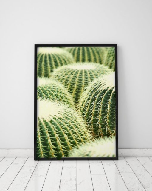 Cactus Photography Prints Cactus Wall Art Prints Cactus Phot Print Cactus Wall Decor Cactus Art Print Plant Prints Nature Prints Nature Art