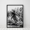 Black And White Palm Tree Print Black And White Wall Art Black And White Palms Black And White Prints Black And White Photography Prints