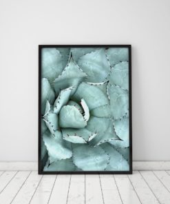 Cactus Wall Art Prints Aloe Plant Print Plant Prints