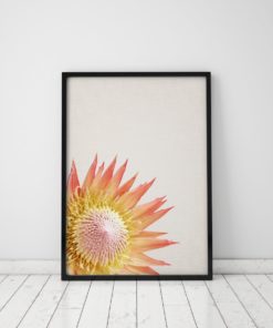 Protea Print Plant Wall Art Prints Pin cushion Flower Art