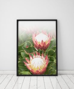 Protea Print Plant Wall Art Prints Pin cushion Flower Art Flower Print