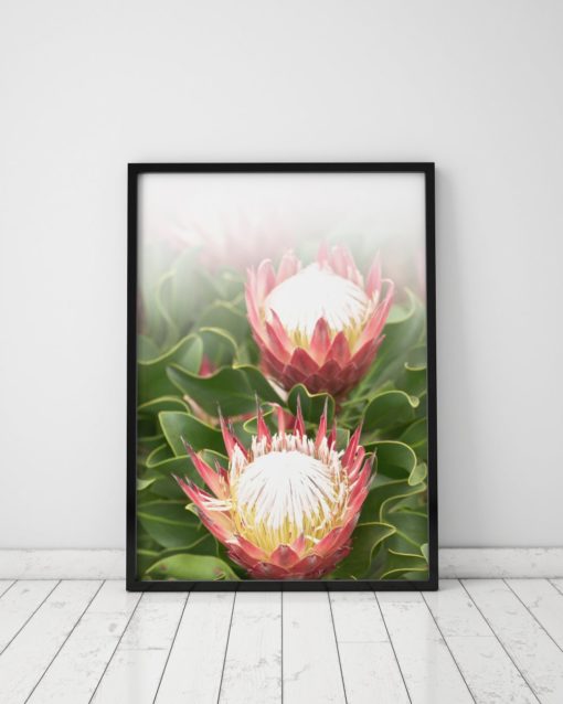 Protea Print Plant Wall Art Prints Pin cushion Flower Art Flower Print