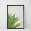 Aloe Plant Print Plant Cactus Wall Art Prints