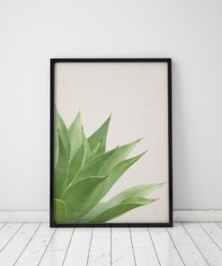 Aloe Plant Print Plant Cactus Wall Art Prints