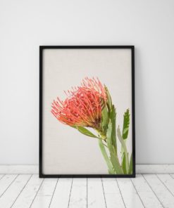 Protea Print Plant Wall Art Prints Pin cushion Flower Art