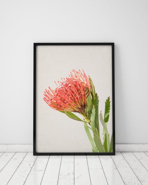 Protea Print Plant Wall Art Prints Pin cushion Flower Art