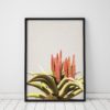 Aloe Plant Print Plant Wall Art Prints