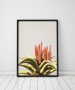 Aloe Plant Print Plant Wall Art Prints