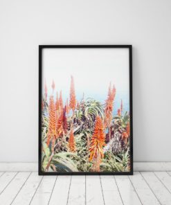 Aloe Plant Print Plant Wall Art Prints Cactus Print Nature Art Cape Point Ocean Print