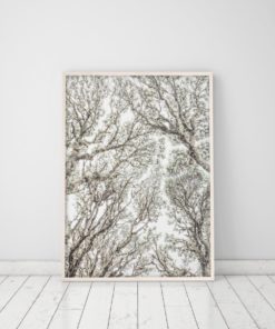 Wall Art Nature Photography Prints Nature Prints Tree Art Forest Print Tree Wall Art Prints Tree Canopy Poster