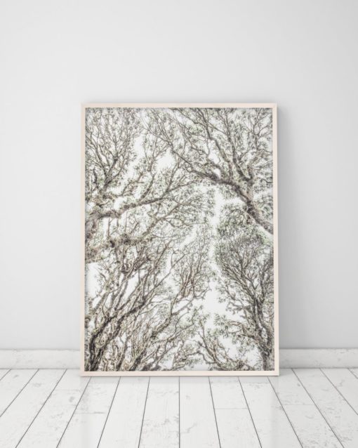 Wall Art Nature Photography Prints Nature Prints Tree Art Forest Print Tree Wall Art Prints Tree Canopy Poster