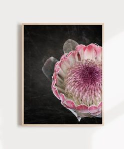 Wall Art Protea Print Protea Flower Print Floral Wall Art Protea Art Floral Art Print Protea Wall Art Floral Print Flower Art Print