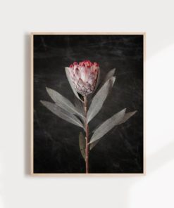 Wall Art Protea Print Protea Flower Print Floral Wall Art Protea Art Floral Art Print Protea Wall Art Floral Print Flower Art Print