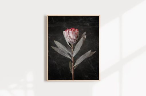 Wall Art Protea Print Protea Flower Print Floral Wall Art Protea Art Floral Art Print Protea Wall Art Floral Print Flower Art Print