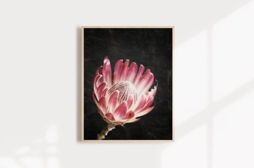 Wall Art Protea Print Protea Flower Print Floral Wall Art Protea Art Floral Art Print Protea Wall Art Floral Print Flower Art Print