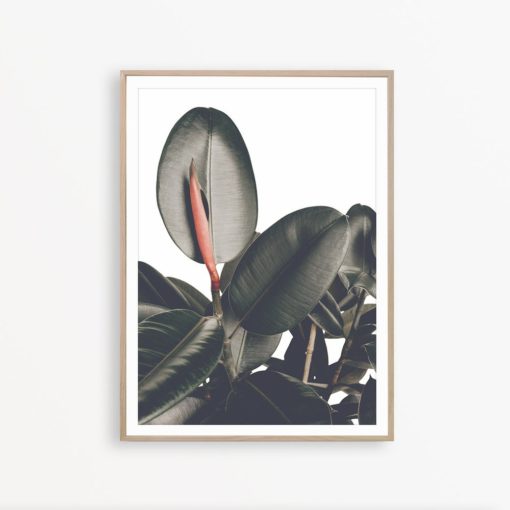 Ficus Print Scandinavian Poster Botanical Wall Art Nature Print Tropical Wall Art Gallery Wall Print Scandinavian Art Nature Wall Decor