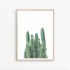 Cactus Print Cacti Wall Art Southwestern Decor Botanical Print Cactus Photography Cacti Decor Cactus Wall Art Cacti Poster Minimal Print Art
