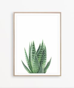 Aloe Vera Print Succulent Poster Wall Decor Cactus Print Plant Print Succulent Print Modern Home Decor Succulent Photo Botanical Wall Art