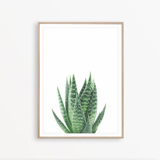 Aloe Vera Print Succulent Poster Wall Decor Cactus Print Plant Print Succulent Print Modern Home Decor Succulent Photo Botanical Wall Art