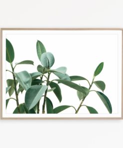 Ficus Plant Print Botanical Print Tropical Art Green Home Decor Digital Download Farmhouse Print Green Wall Art Botanical Poster Foliage Art