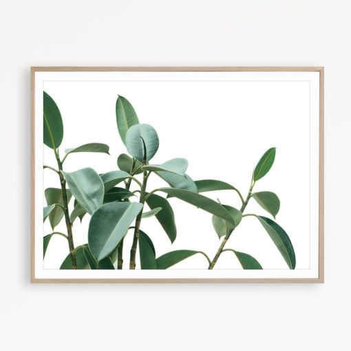 Ficus Plant Print Botanical Print Tropical Art Green Home Decor Digital Download Farmhouse Print Green Wall Art Botanical Poster Foliage Art