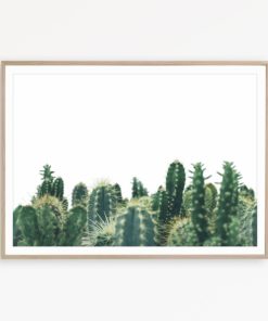 Cacti Wall Art Cactus Print Mexican Wall Decor Cactus Photography Cacti Print Botanical Poster Cacti Nursery Print Texas Wall Art Cacti Art