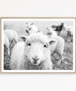 Sheep Wall Art Farmhouse Wall Art Country Print Black & White Farm Print Farmhouse Decor Sheep Poster Farmhouse Photography Sheep Wall Decor