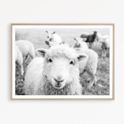 Sheep Wall Art Farmhouse Wall Art Country Print Black & White Farm Print Farmhouse Decor Sheep Poster Farmhouse Photography Sheep Wall Decor