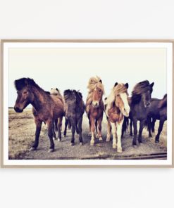Wild Horse Print Iceland Horses Wall Art Horse Photography Icelandic Print Farmhouse Wall Art Wilderness Decor Horse Poster Farmhouse Print