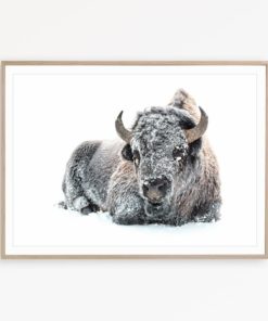 Buffalo Print Farmhouse Wall Decor Scandinavian Print Bison Wall Art Bison Poster Nordic Print Buffalo Printable Bison Art Buffalo Wall Art
