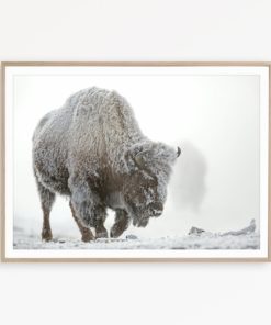 Bison Wall Art Wilderness Print Buffalo Print Farmhouse Wall Decor Nordic Scandinavian Print Buffalo Poster Bison Print Buffalo Printable