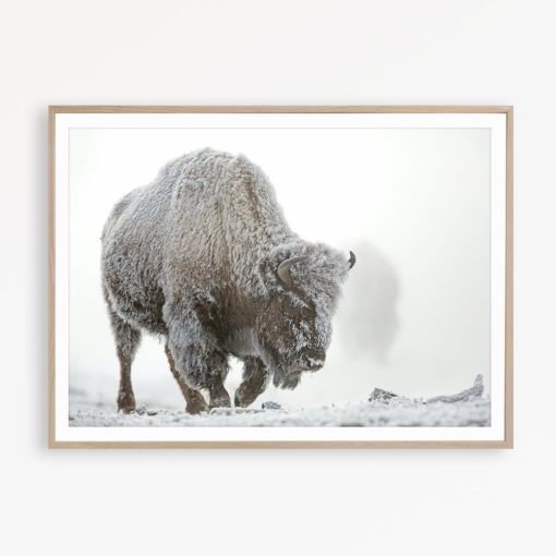 Bison Wall Art Wilderness Print Buffalo Print Farmhouse Wall Decor Nordic Scandinavian Print Buffalo Poster Bison Print Buffalo Printable
