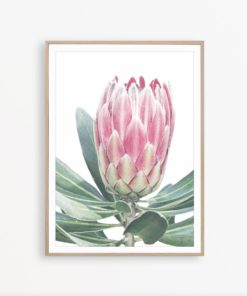 Protea Art Print Australian Flower Print Floral Wall Art Botanical Wall Art Floral Print Flower Poster Pink Flower Print Protea Wall Art