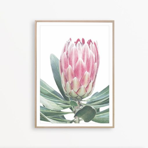 Protea Art Print Australian Flower Print Floral Wall Art Botanical Wall Art Floral Print Flower Poster Pink Flower Print Protea Wall Art