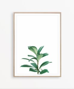Ficus Print House Plant Print Scandinavian Decor Minimalist Printable Art Tropical Leaf Print Greenery Decor Leaf Wall Art Botanical Decor