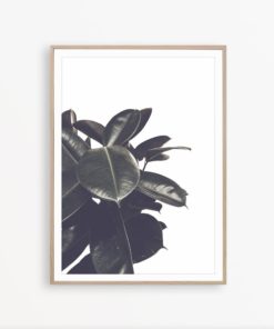 Ficus Leaves Print House Plant Print Botanical Poster Plant Poster Botanical Wall Art Living Room Poster Art Nature Wall Art Ficus Print Art