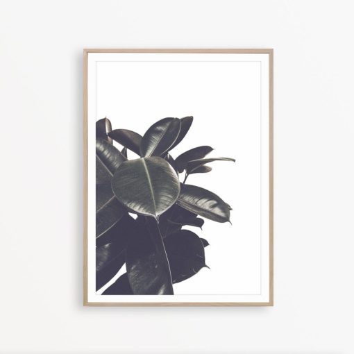 Ficus Leaves Print House Plant Print Botanical Poster Plant Poster Botanical Wall Art Living Room Poster Art Nature Wall Art Ficus Print Art