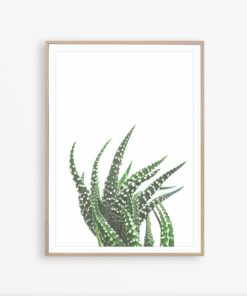 Aloe Print Succulent Print Modern Wall Art Print Cactus Wall Decor Succulent Poster Succulent Wall Art Cactus Photography Modern Wall Decor