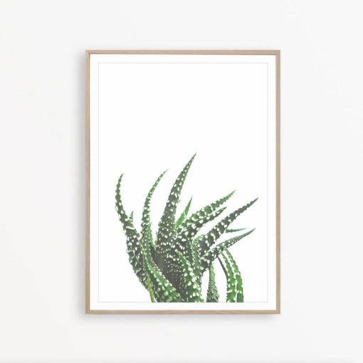 Aloe Print Succulent Print Modern Wall Art Print Cactus Wall Decor Succulent Poster Succulent Wall Art Cactus Photography Modern Wall Decor