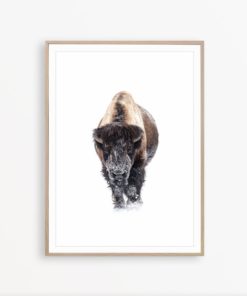 Buffalo Wall Art Bison Print Nordic Decor Farmhouse Printable Buffalo Poster Bison Photo Wilderness Print Farmhouse Wall Art Buffalo Print
